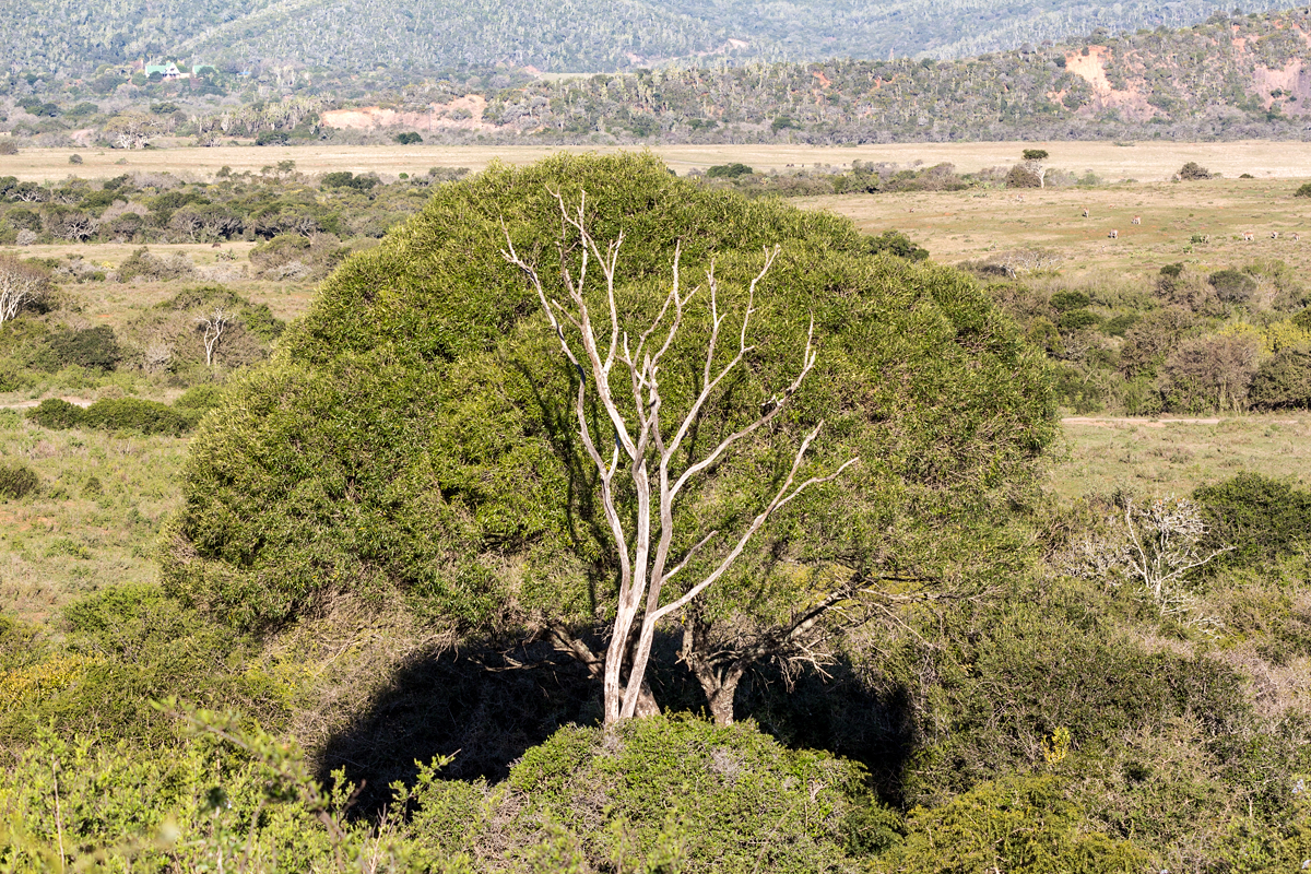 Südafrika